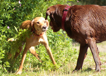 Hundebetreuung Friedrichshain 1